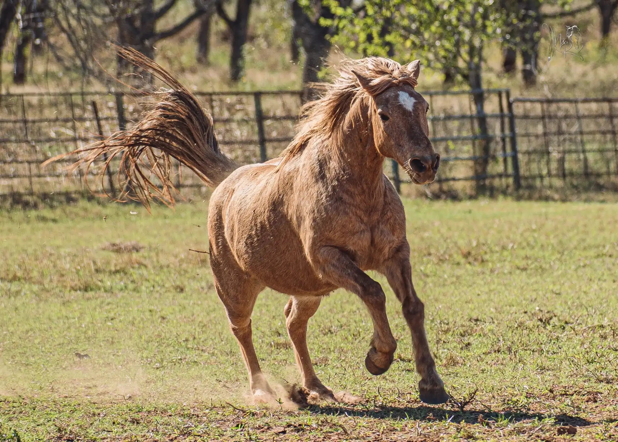 Running dappled horse.