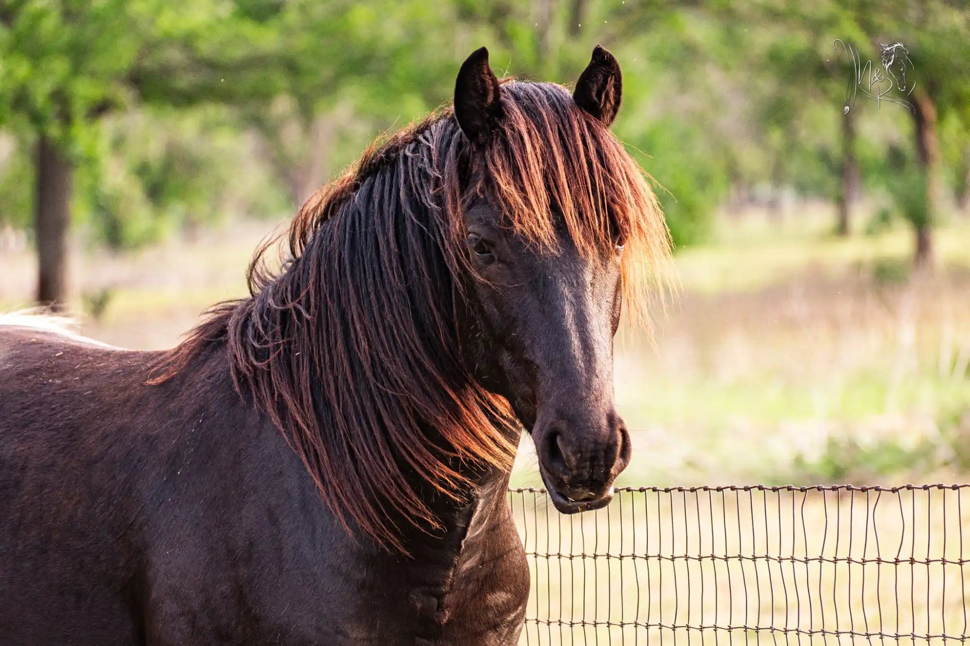 Dark horse with flowing mane.