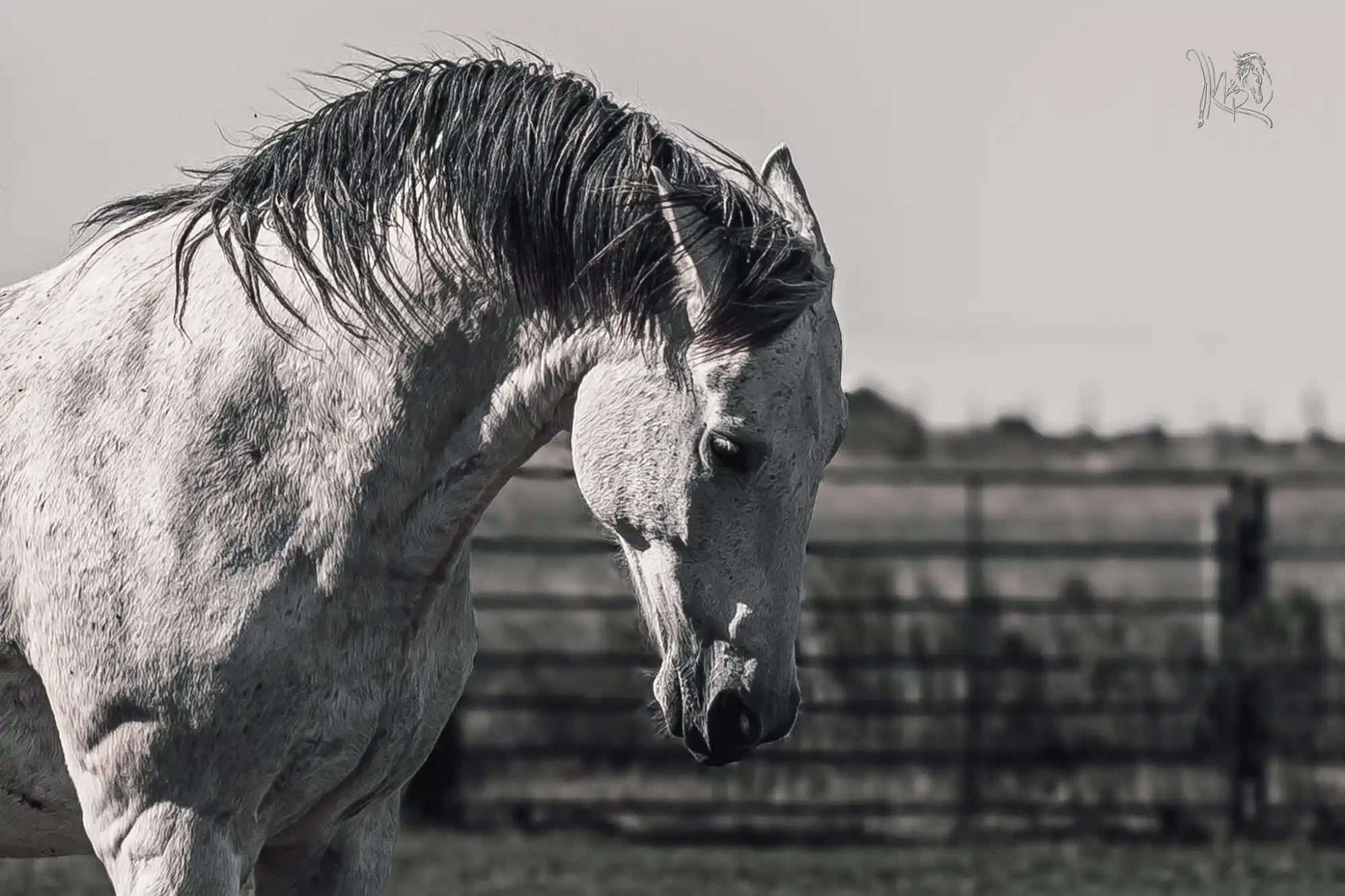 Monochrome horse portrait.