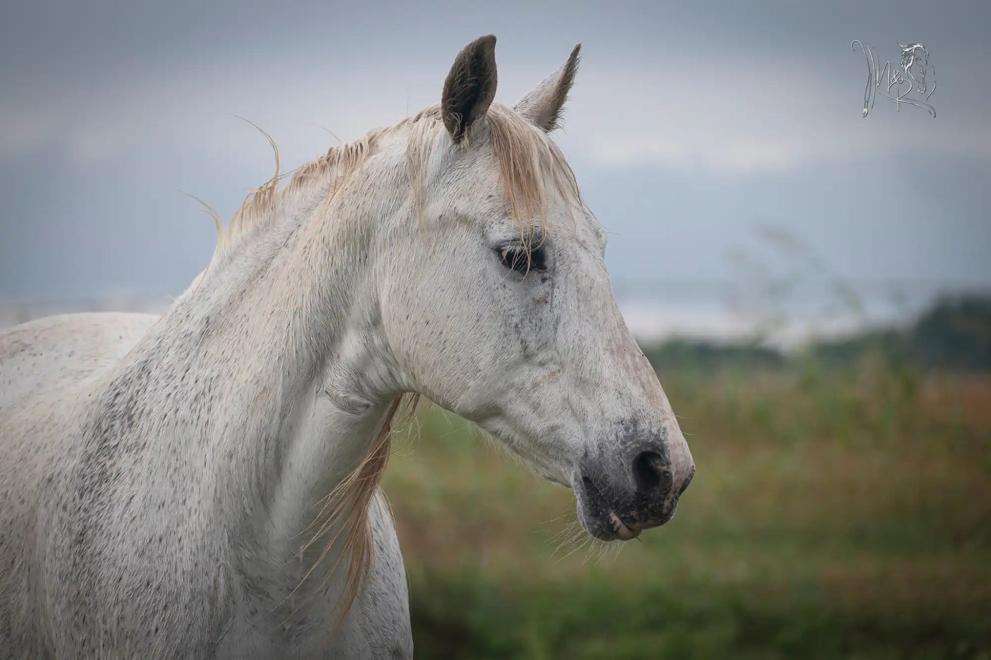 White horse with dirty coat.