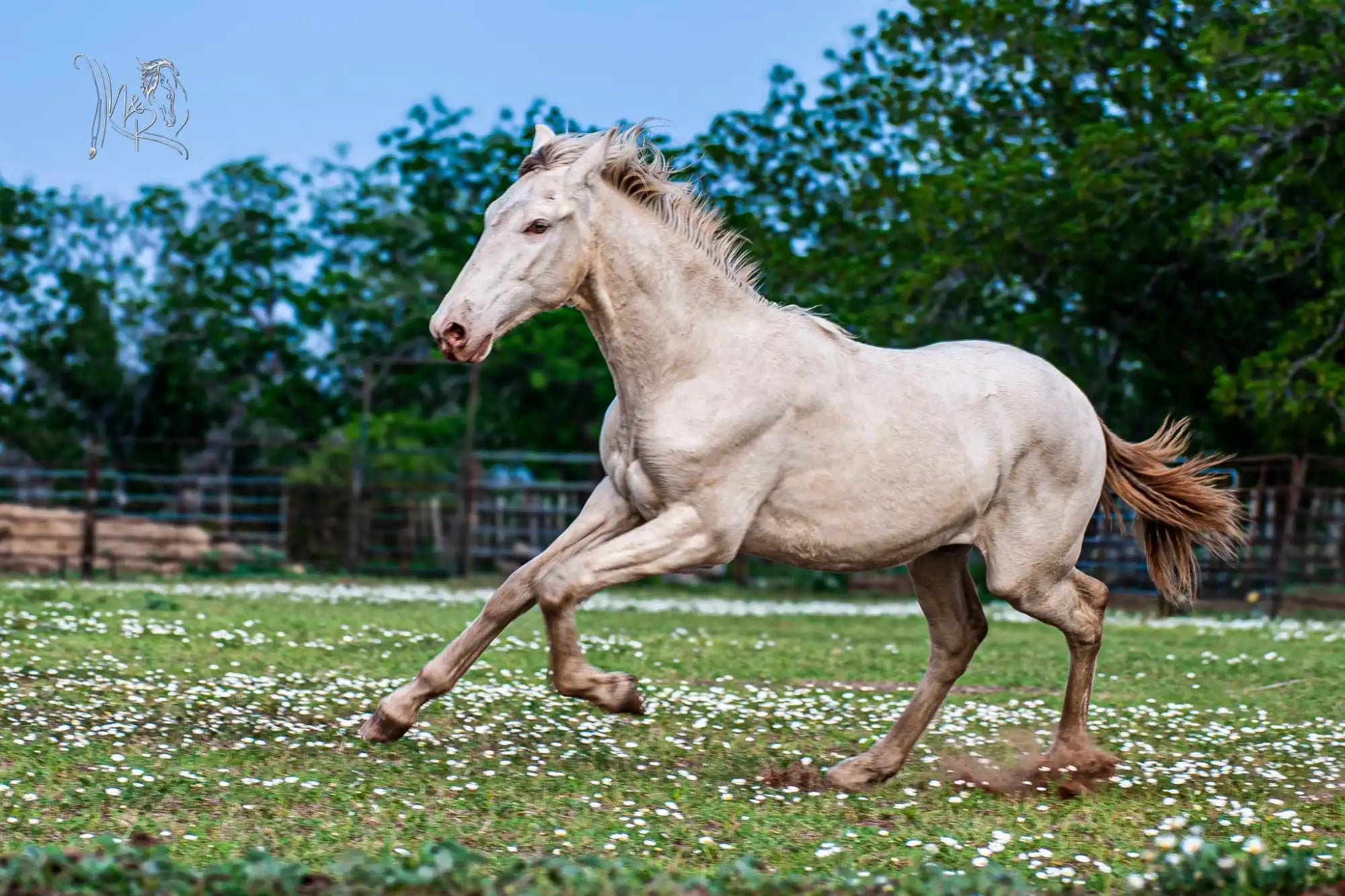Running white horse.